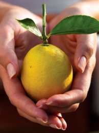 Лимон