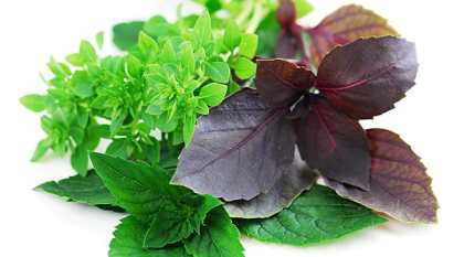 Как хранить свежие травы