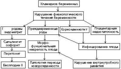 Хламидиоз у женщин и мужчин