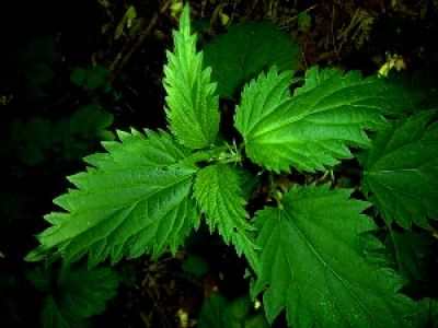 СИМПТОМЫ МОЛОЧНИЦЫ У ЖЕНЩИНЫ