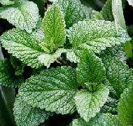 Эфирное масло мяты для идеальной кожи и волос