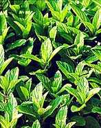 Эфирное масло мяты для идеальной кожи и волос