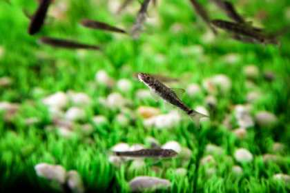 Fish massage - массаж рыбками Гарра Руфа