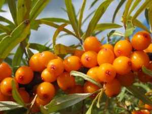 Облепиховое масло - Применение в косметологии