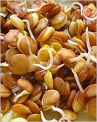 Пророщенные зерна пшеницы для красоты волос и ногтей