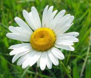 Ромашка аптечная - применение