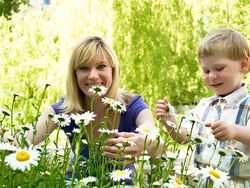 Ромашка аптечная - применение