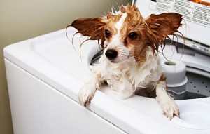 Неприятные запахи ? Учимся избавляться от них всеми доступными способами!