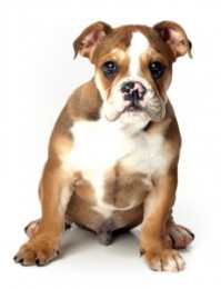 Короткие прогулки — долгая жизнь