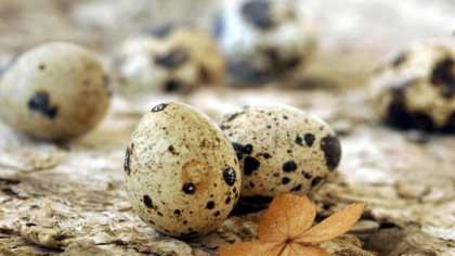 Укрепляем здоровье при помощи перепелиных яиц