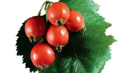 Боярышник — царь растений